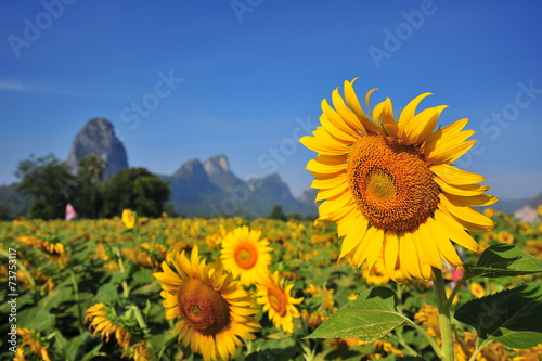 Sunflowers with Blue Sky Backgrounds 