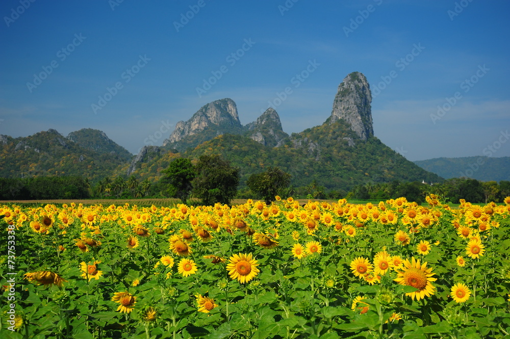 Yellow Sunflower Meadows