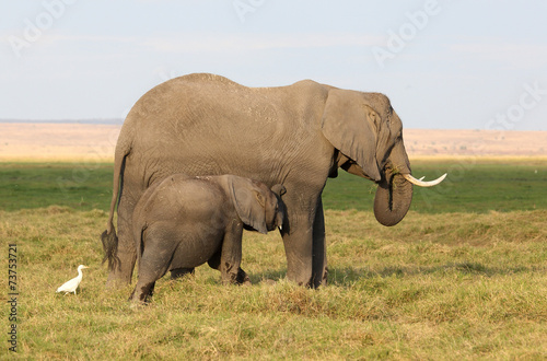 Elefantemutter mit Kind