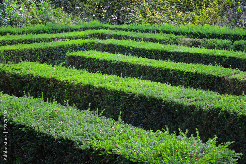 Labyrinth Maze of Tall Bushes.