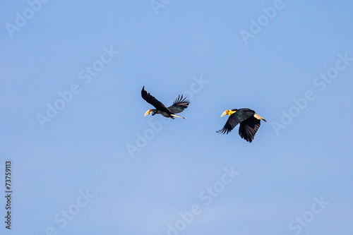 Close up of Wreathed hornbill bflying in the sky photo