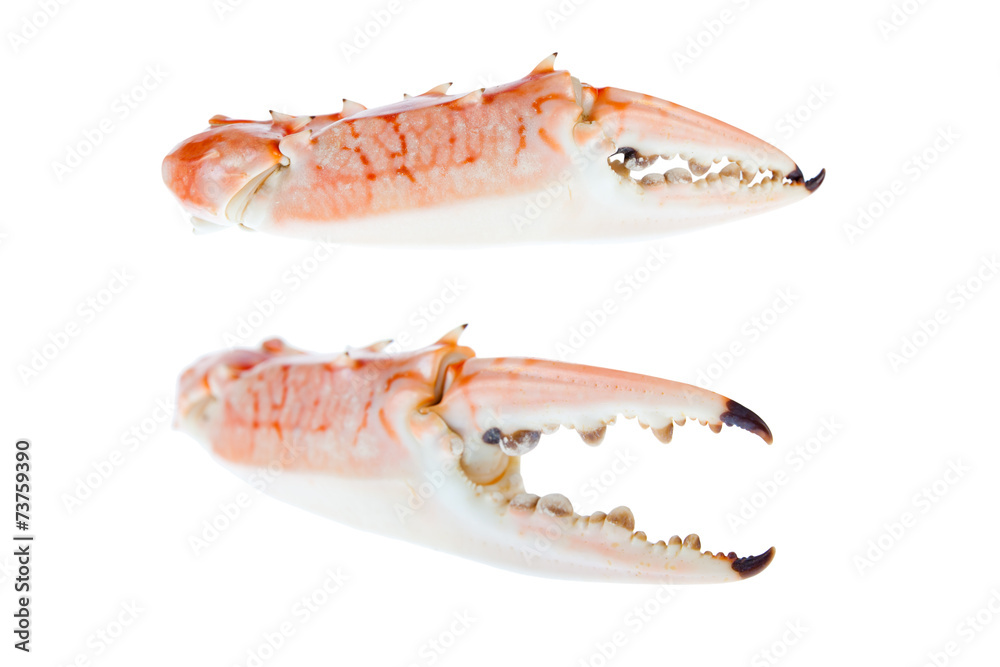 Claws of blue crab,isolated on white background Claws of blue crab,isolated on white background