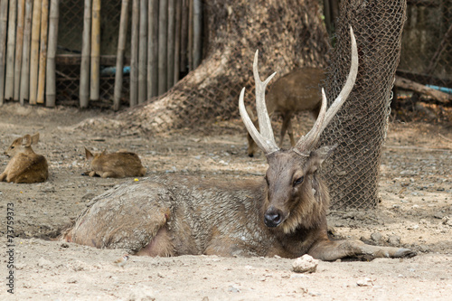 Stag Red Deer