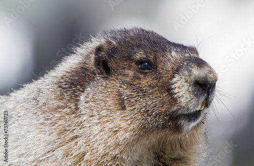 Portrait of Hoary Marmot