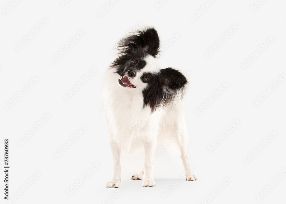 Obraz premium Dog. Papillon puppy on a white background