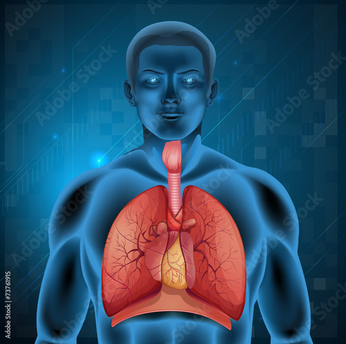 Human respiratory system