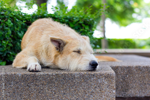 Brown dog sleeping