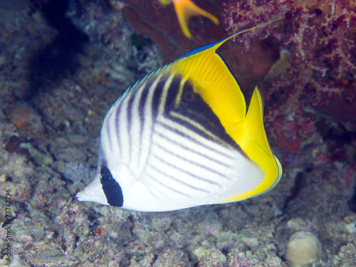 Coral fish Threadfin butterflyfish