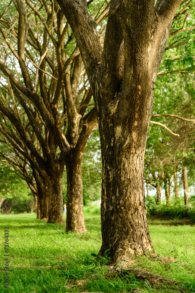 Fototapeta premium Tunnel tree with beautiful greenery.