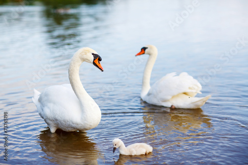 Fotografia Bird family: swans and cygnet, on a lake