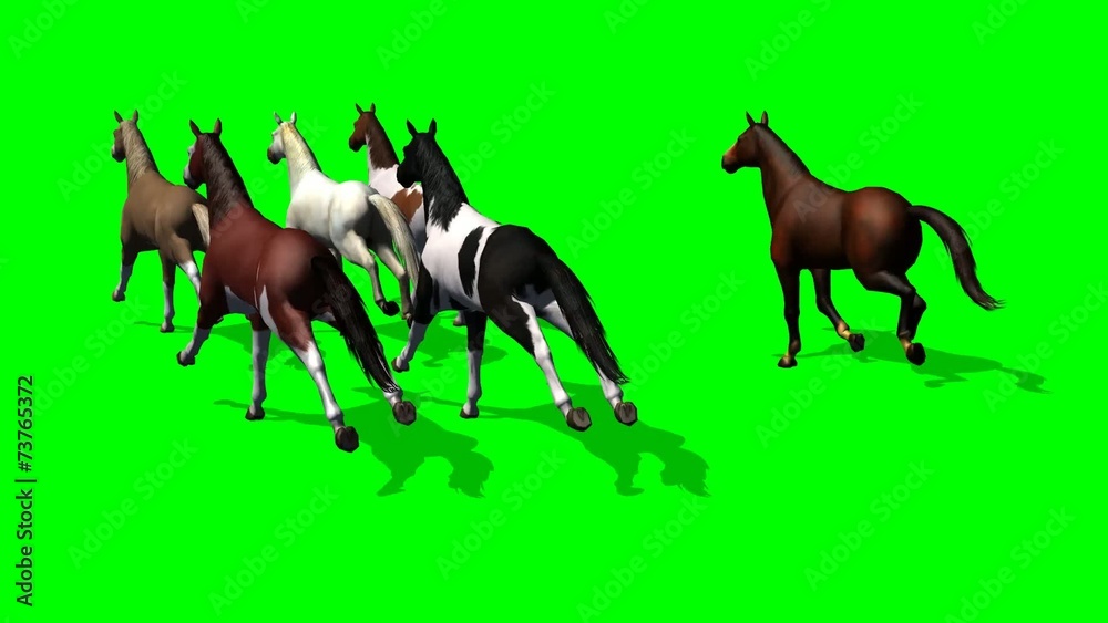 group running horse - view from behind - green screen group running horse - view from behind - green screen