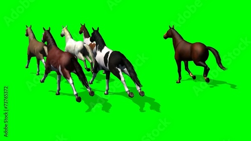 group running horse - view from behind - green screen photo