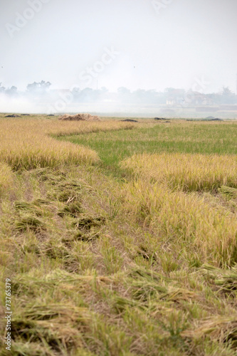 Fotografie ricefield