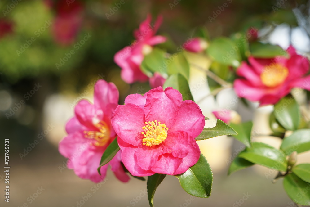 山茶花 山茶花