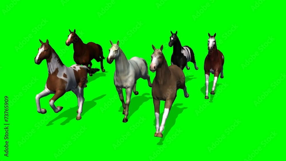 group running horse - tracking shot - green screen group running horse - tracking shot - green screen