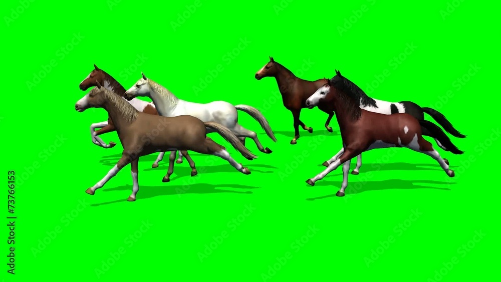 group running horse - tracking shot from front to back group running horse - tracking shot from front to back