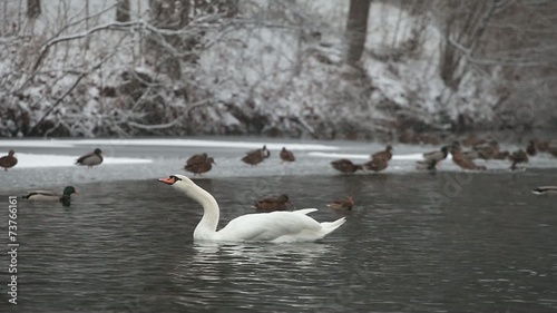 Swans and ducks in park Aleksandriya photo