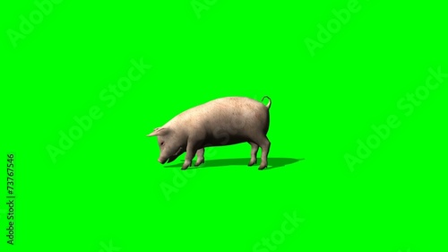 pig eat - green screen