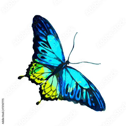 butterflies design