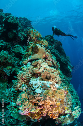 Fototapeta Naklejka Na Ścianę i Meble -  Divers, mushroom leather coral, coral reefs in Banda underwater