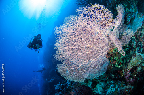 Diver and sea fan in Banda, Indonesia underwater photo