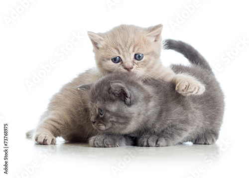 two funny kittens play together