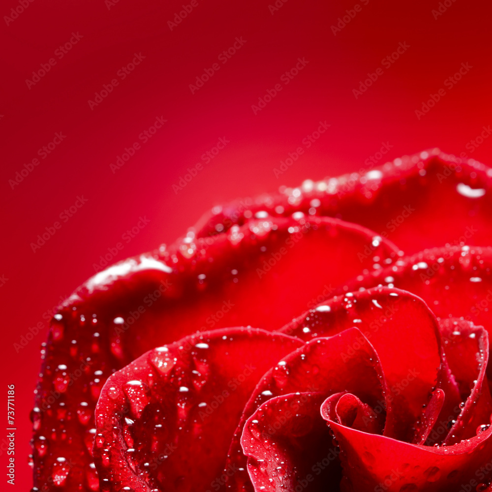 rose flower