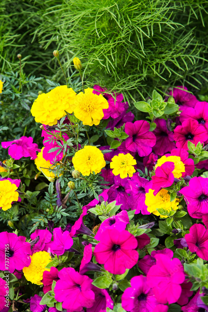 Purple and Yellow Flowers in Green Garden
