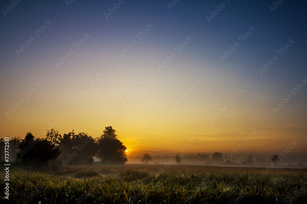 Fototapeta premium Rice fields in the morning with fog