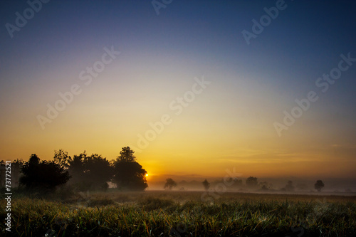 Rice fields in the morning with fog