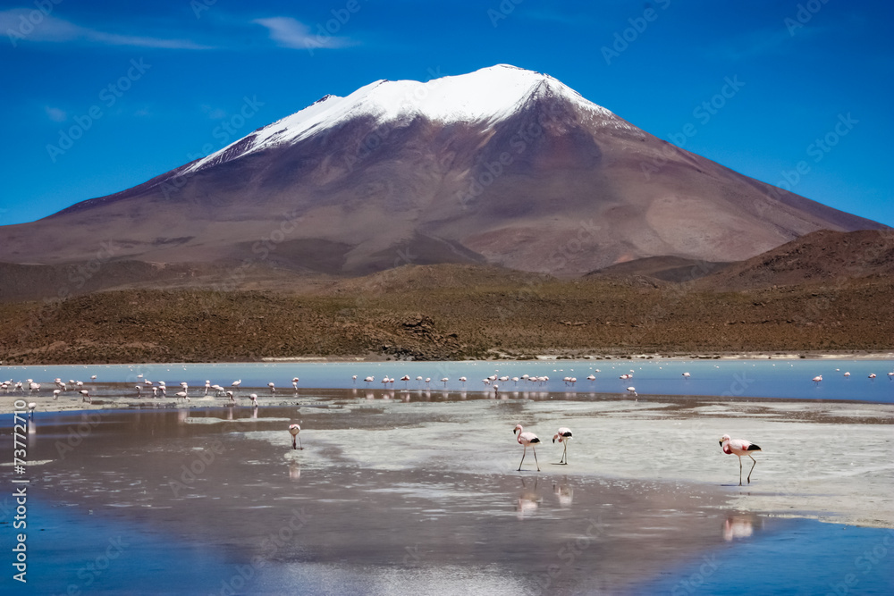 Flamingo In Bolivia