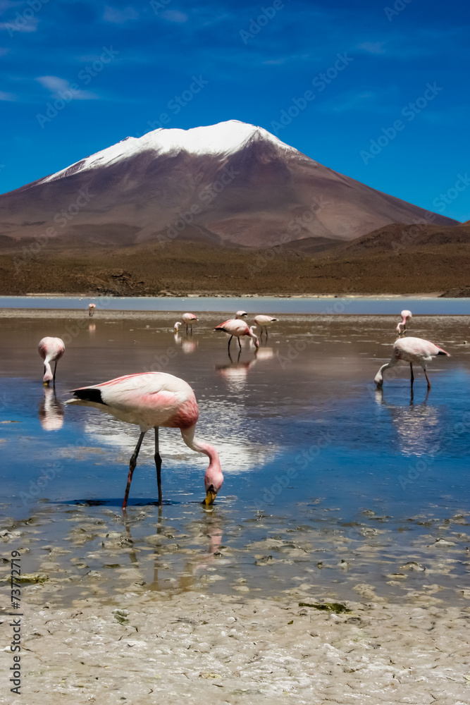 Flamingo In Bolivia