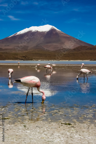 Obraz na płótnie Flamingo In Bolivia w salonie