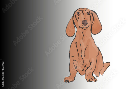 dachshund