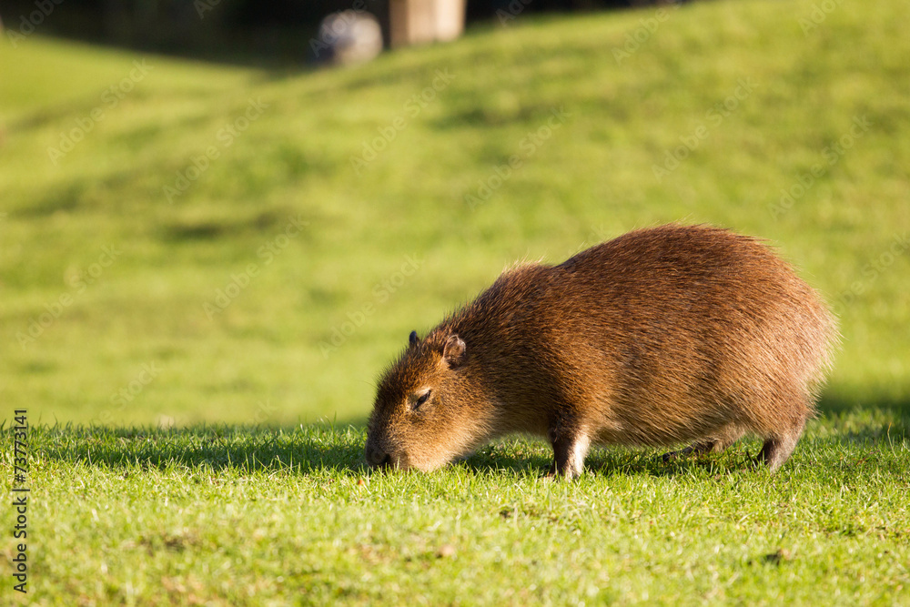 furry capybara furry capybara