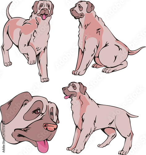 Mastiff dogs