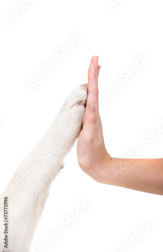 Fototapeta Naklejka Na Ścianę i Meble -  Dogs