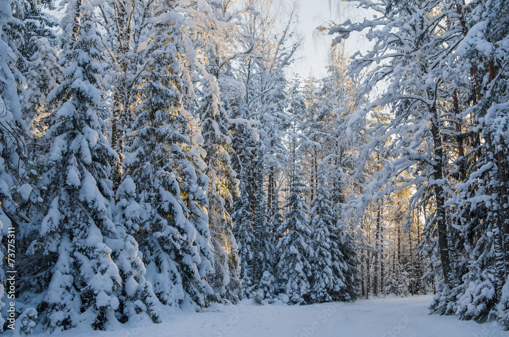 Spruce covered with snow in winter forest. Viitna, Estonia. Spruce covered with snow in winter forest. Viitna, Estonia.