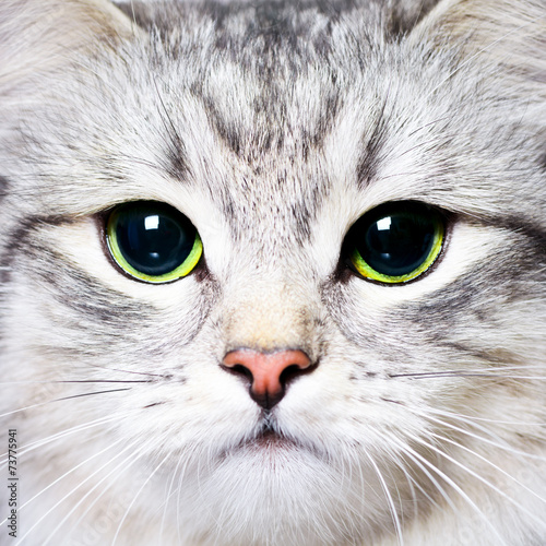 Close-up portrait of a kitten with big green eyes