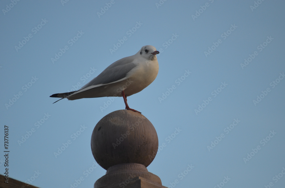 black-headed gull black-headed gull