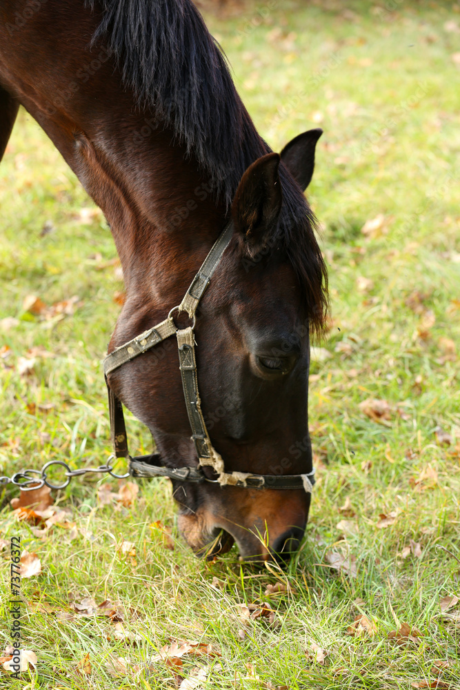 Fototapeta premium Beautiful brown horse in pasture