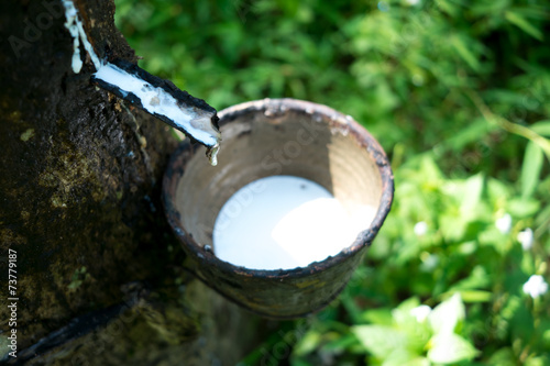 Milk of rubber tree photo