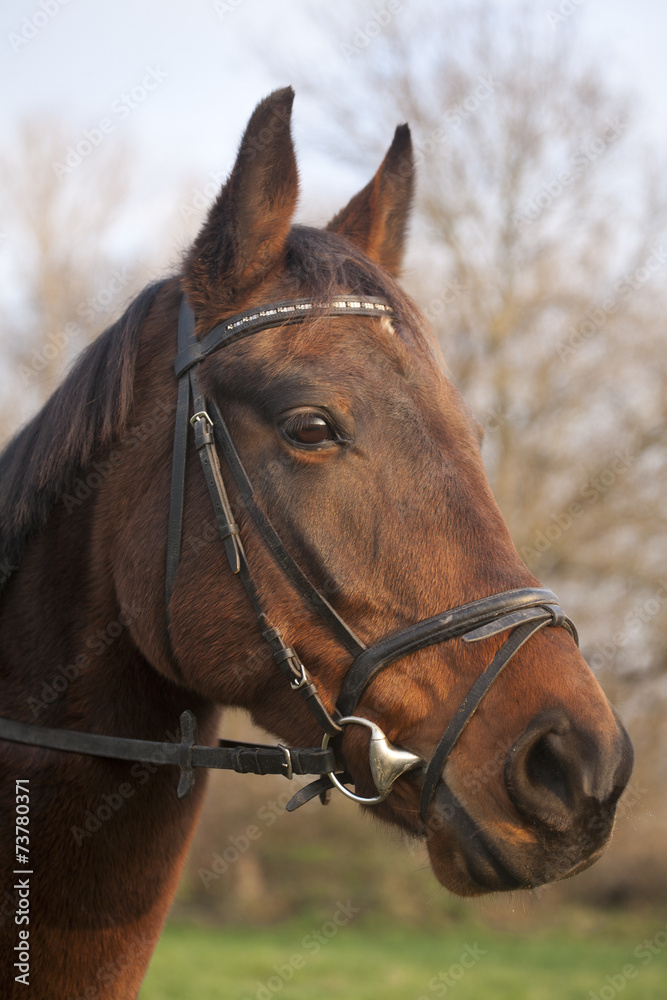 Furioso breed horse head in meadow