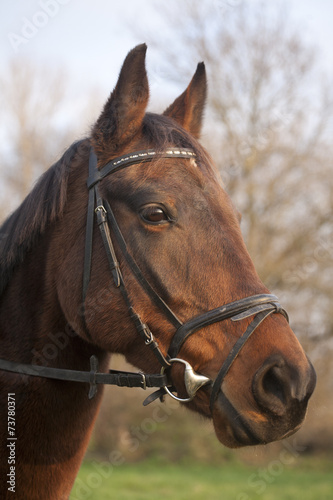 Furioso breed horse head in meadow