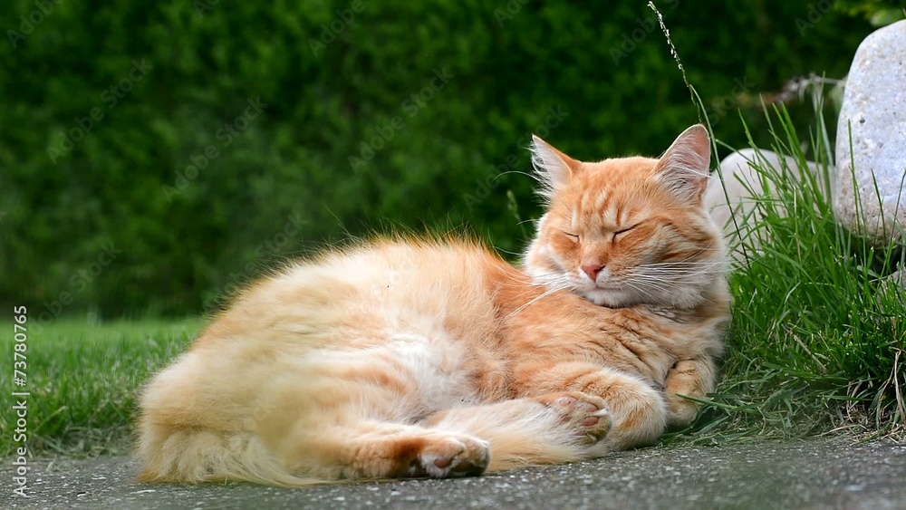 Sleepy ginger cat resting in the green grass