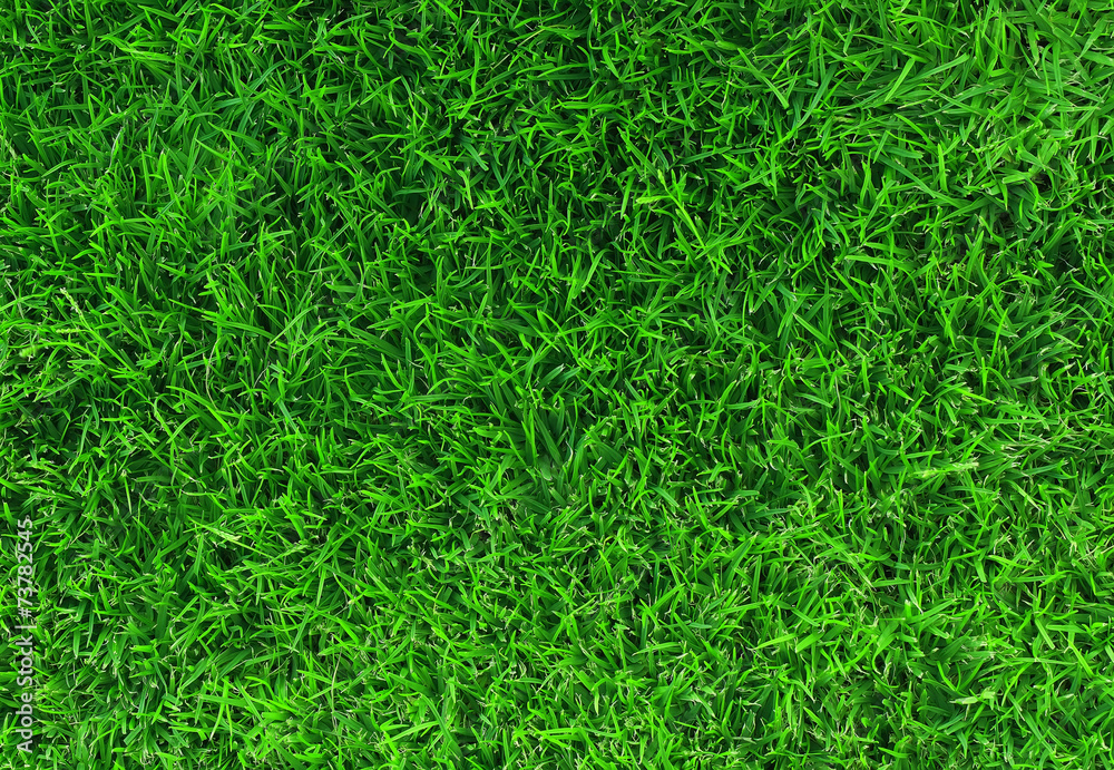 Green grass texture Green grass texture