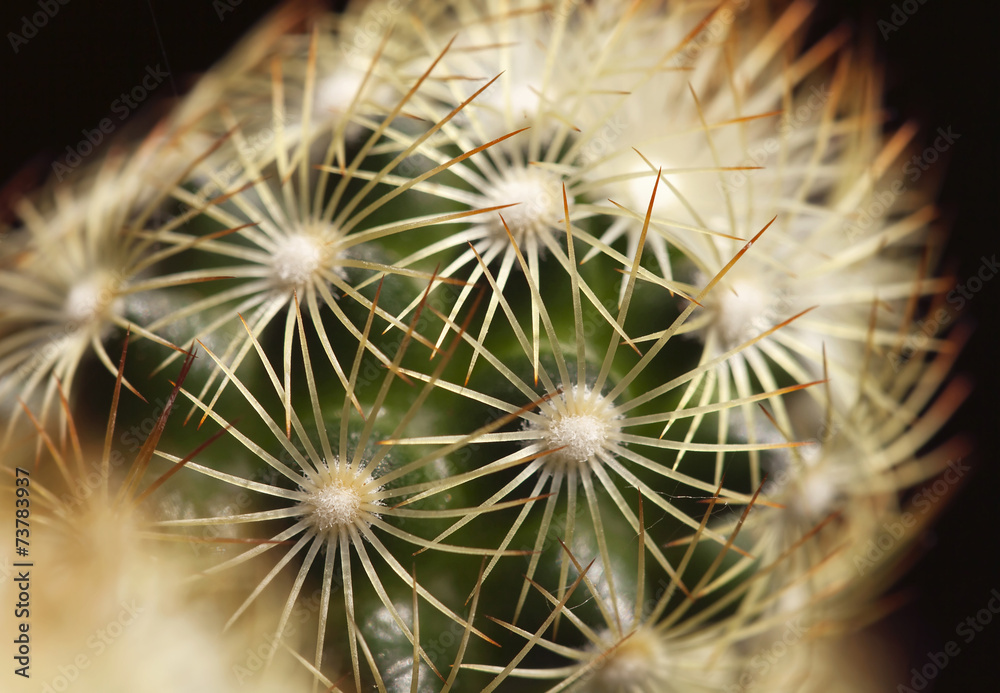 Cactus macro background Cactus macro background