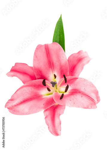 pink lily blossom. fresh flower head
