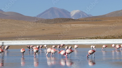 Lagoon flamingo bolivia