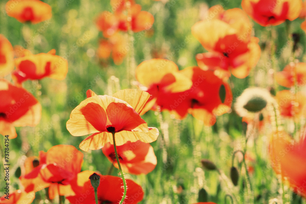 Fototapeta premium Meadow with beautiful bright red poppy flowers in spring